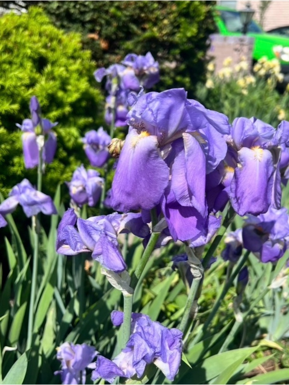 3 Large Rhizomes Purple Irises